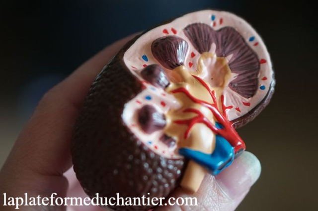 5 Kebiasaan Sehat yang Bisa Merusak Ginjal